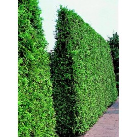 Туя брабант